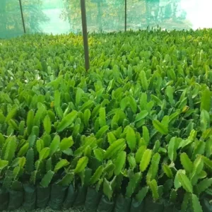 DragonNurs Dragon Fruit Nursery Plants - Premium Quality for Your Home Garden