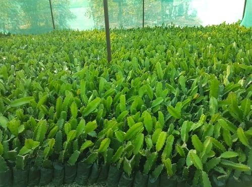 Dragon Fruit Nursery Plants - Premium Quality for Your Home Garden