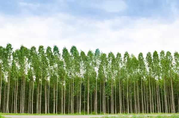 Eucalyptus Nursery Plants – Premium Quality - Image 2