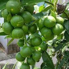 Lemon3 Lemon Plants – Ideal for High-Income Farming