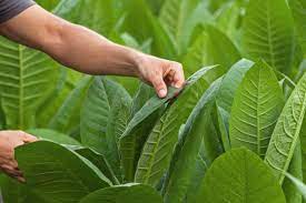 TOb Tobacco Plants – Premium Quality for Your Farm