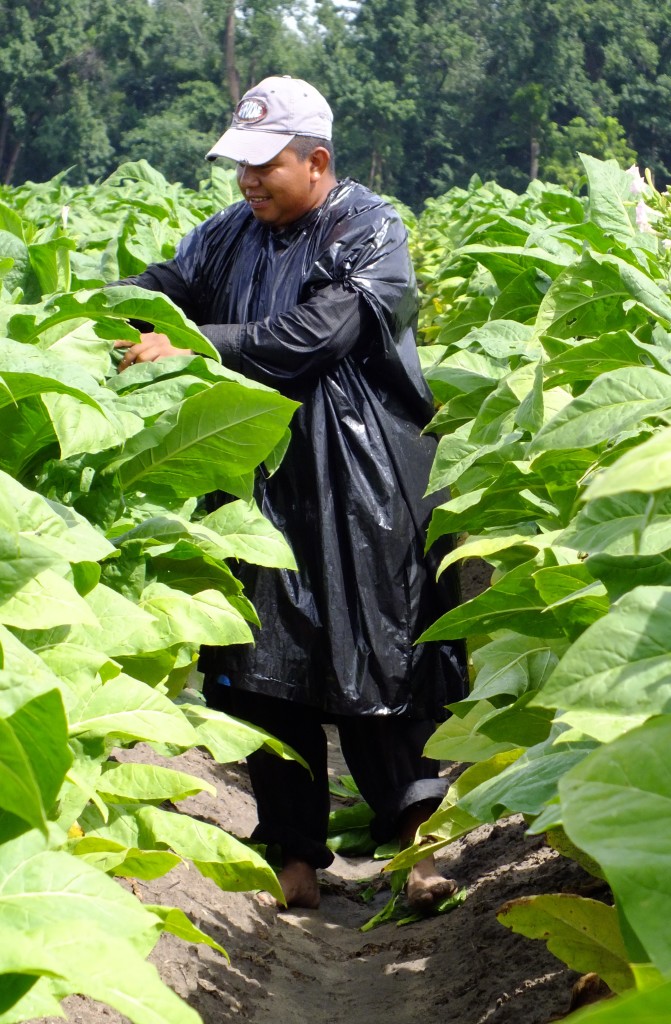 Tobacco Plants – Premium Quality for Your Farm - Image 2