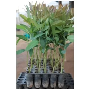 eucalyptus-plant Eucalyptus Nursery Plants – Premium Quality