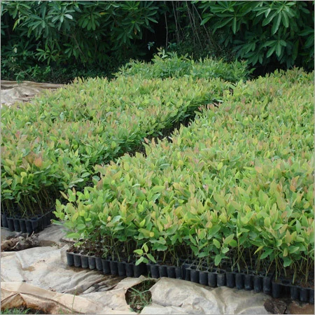 Eucalyptus Nursery Plants – Premium Quality - Image 4